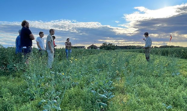 Foto från demo-odling i Härjevad.