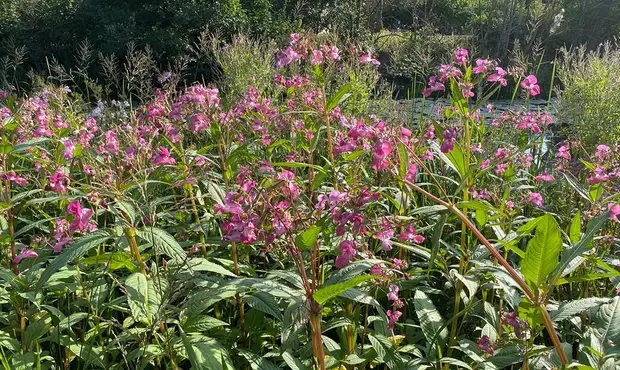 Ett bestånd med jättebalsamin.