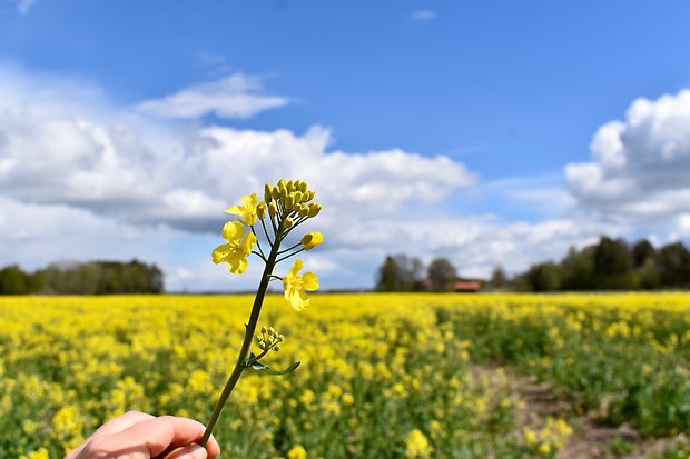 Rapsblomma och rapsfält, Eklanda