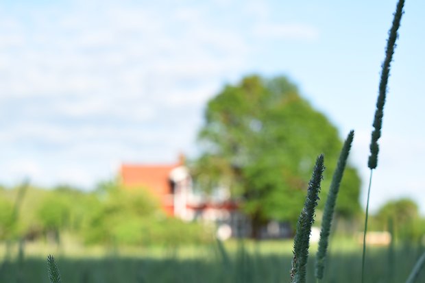 Hus - timotej i förgrund